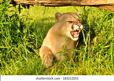 Mountain Lion Lying In Wait Snarling.