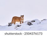 Mountain lion in the nature winter mountain rock habitat, Torres del Paine NP in Chile. Wildlife nature in Patagonia, South America. Puma in snow, cold winter. Find the wild puma in the nature habitat