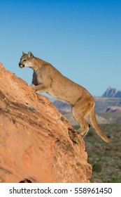 Mountain Lion, Panther, Cougar Climbing A Steep Sandstone Ledge With Blue Sky And Utah Desert In Background