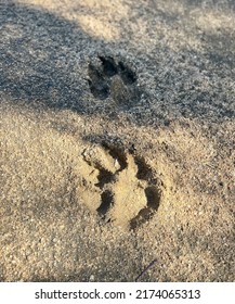 Mountain Lion Paw-prints In Murrieta, California