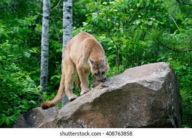 Mountain Lion Poised On A Large Rock.