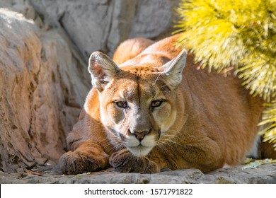 4,872 Mountain lion face Images, Stock Photos & Vectors | Shutterstock