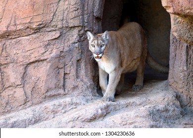 Mountain Lion (Puma Concolor), Tucson, Arizona, USA.