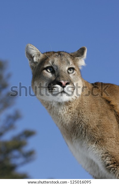 mountain puma