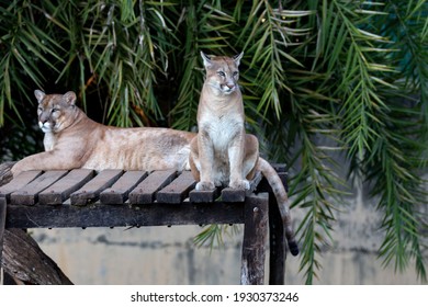 Mountain Lion,  Puma, Cougar, Couple With Green Eyes Selective Focus Sitting On The Wooden Platform In Zoo