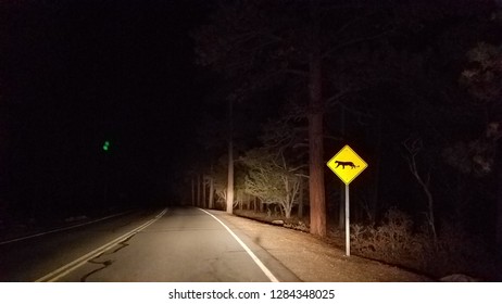 Mountain Lion Road Sign Warning Photography