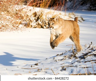 Mountain Lion Running