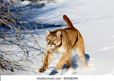 Mountain Lion Running