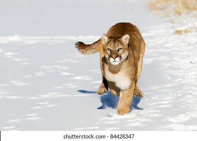 Mountain Lion Running