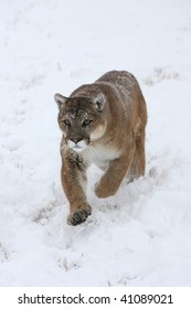 Mountain Lion Running In Snow