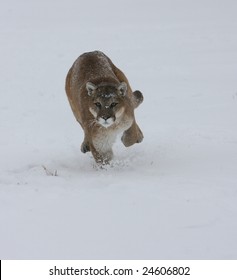 Mountain Lion Running In A Snow Storm