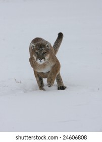 Mountain Lion Running In A Snow Storm