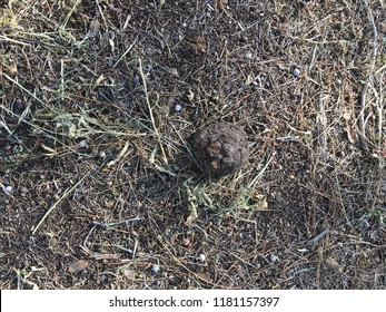 Mountain Lion Scat In Mountains Of Arizona