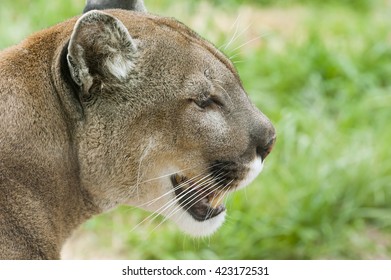 Mountain Lion Showing Teeth