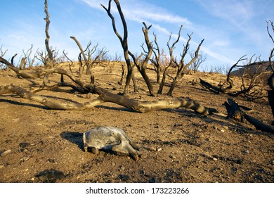 Mountain Lion Skull Lies In The Dirt After A Southern California Wildfire.