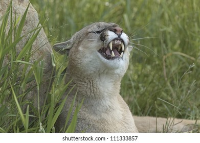 Mountain Lion Snarling