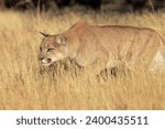 Mountain lion stalking, Colorado, United States of America, North America