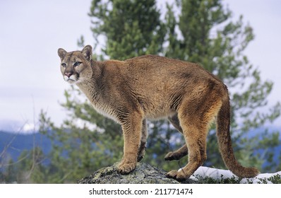 Mountain Lion Standing On Rock Stock Photo 211771474 | Shutterstock