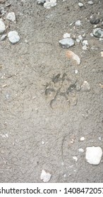 Mountain Lion Tracks In Colusa California