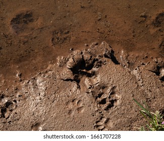 Mountain Lion Tracks At A Watering Hole On A Ranch In The Arizona Mountains.