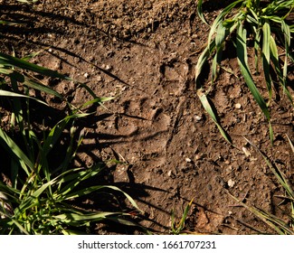 Mountain Lion Tracks At A Watering Hole On A Ranch In The Arizona Mountains.