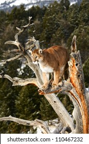 Mountain Lion In Tree