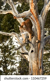 Mountain Lion In Tree