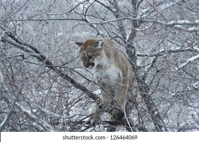 Mountain Lion In Tree