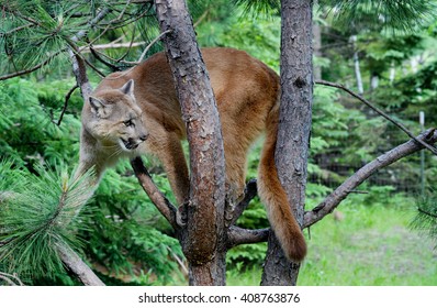 Mountain Lion Up A Tree.