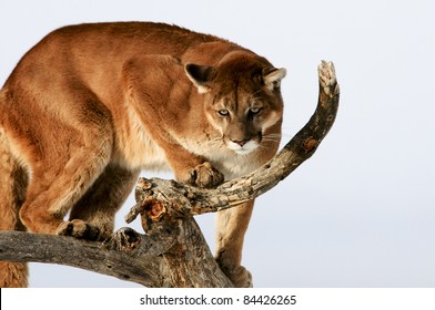 Mountain Lion In Tree