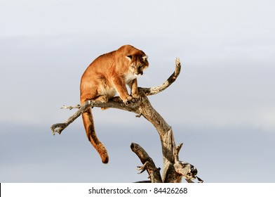 Mountain Lion In Tree