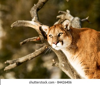 Mountain Lion In Tree