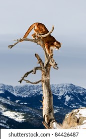 Mountain Lion In Tree