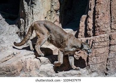 Mountain Lion In Tucson Arizona