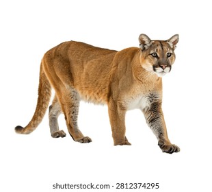 Mountain Lion Walking Forward Full Body Side View Isolated On White Background