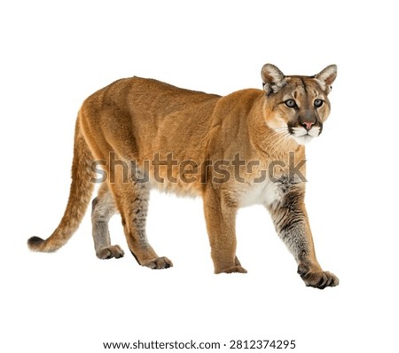 Mountain Lion Walking Forward Full Body Side View Isolated On White Background
