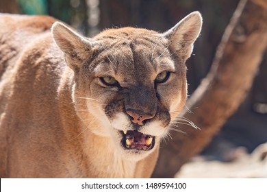 Mountain Lion Wildcat Snarls And Growls