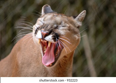 Mountain Lion Yawning.