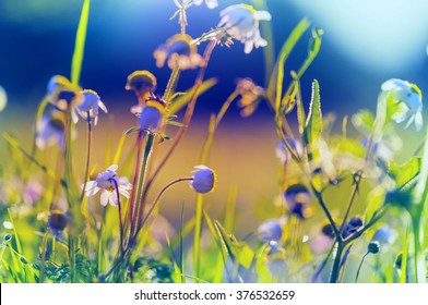110,319 Flores Background Images, Stock Photos & Vectors | Shutterstock