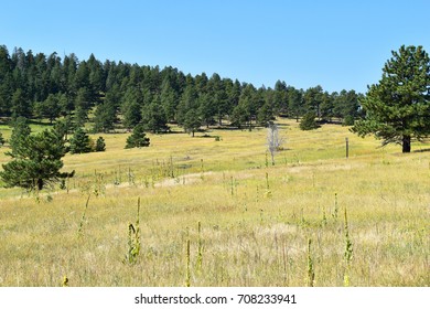 Mountain Meadow
