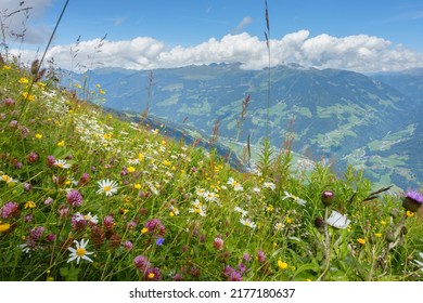 Mountain meadow with flowers and herbs and the Alps in the background - Shutterstock ID 2177180637