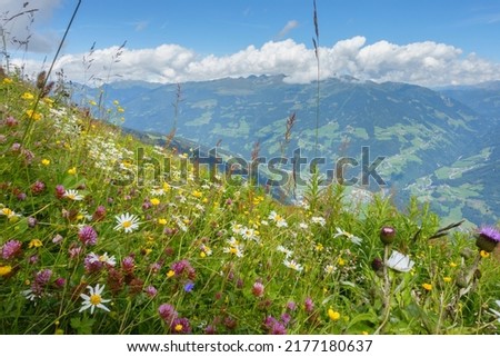 Mountain meadow with flowers and herbs and the Alps in the background