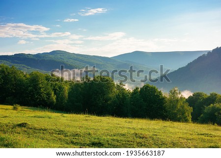 mountain meadow in morning light. countryside springtime landscape with valley in fog behind the forest on the grassy hill. fluffy clouds on a bright blue sky. nature freshness concept Foto stock © 