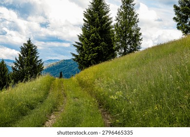 Mountain Meadow Path Between Evergreen Trees In Summer Highland Landscape