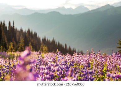 Mountain meadow in sunny day. Natural summer landscape. - Shutterstock ID 2107560353