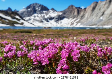 Mountain meadow in sunny day. Natural summer landscape. - Shutterstock ID 2178481591