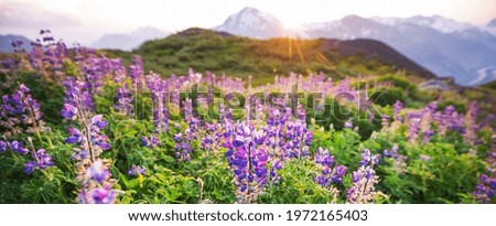 Image, Stock Photo summertime Nature Plant