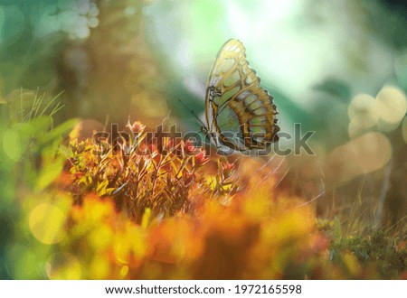 Foto Bild Blumen auf hellgelbem Hintergrund