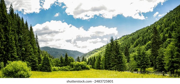 Mountain meadows. Meadow covered with grass and plants on a background of forest in the mountains. Meadow covered with grass and plants on a background of forest in the mountains. - Powered by Shutterstock