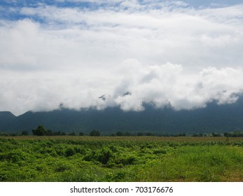 mountain mist